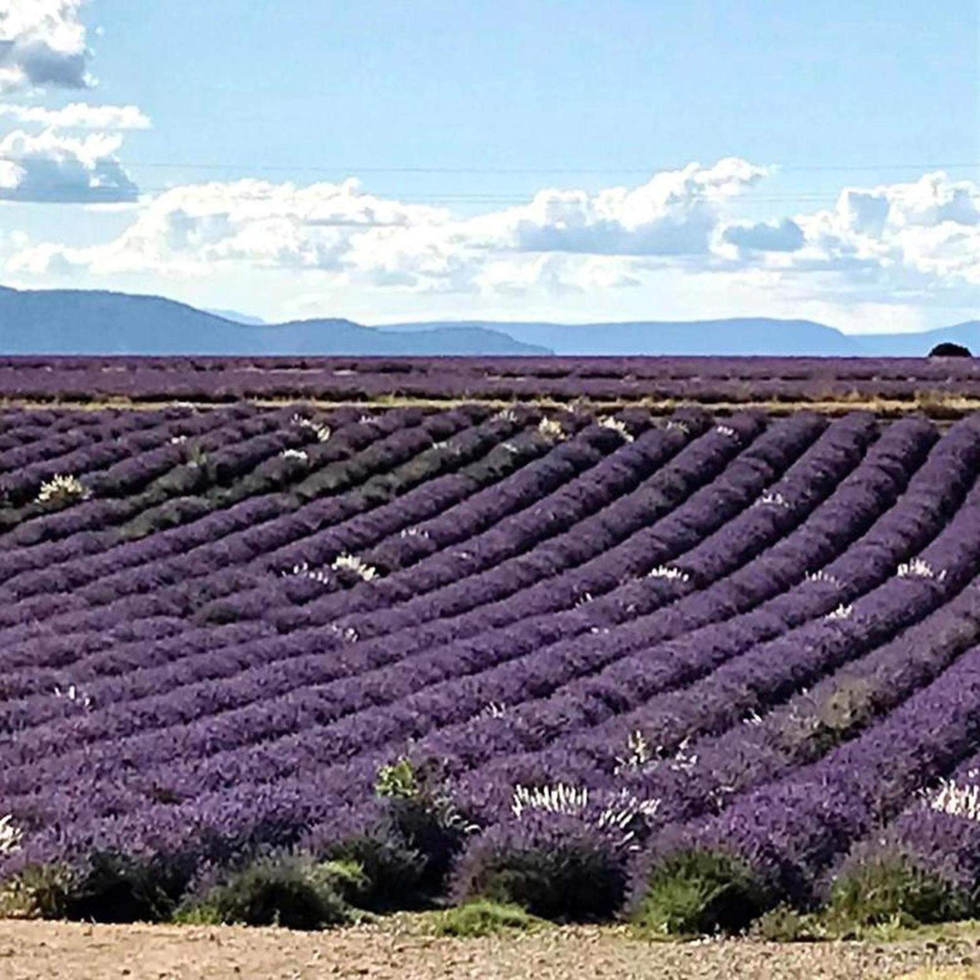 La Roulotte Du Verdon Кенсон Екстериор снимка